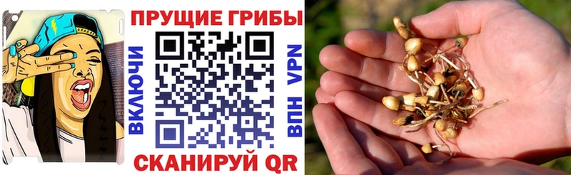 даркнет сайт  Черемхово  Псилоцибиновые грибы ЛСД 